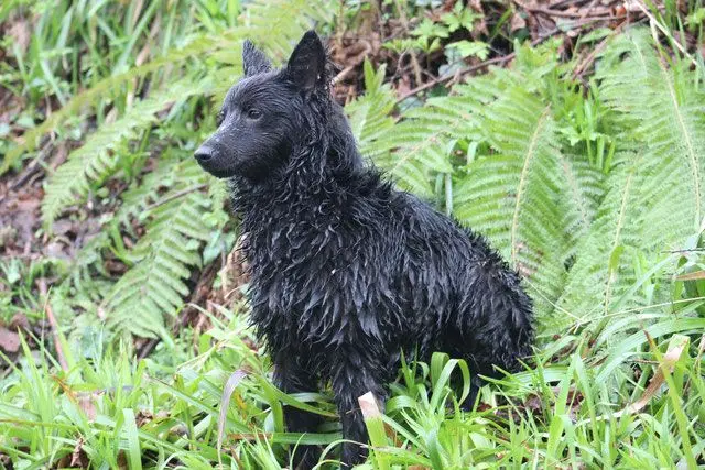 Croatian Sheepdog