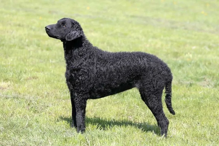 Curly-Coated Retriever