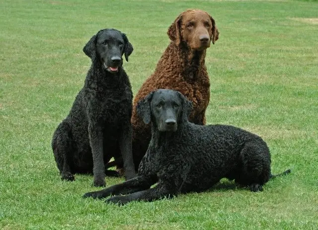 Curly Coated Retriever photo 2