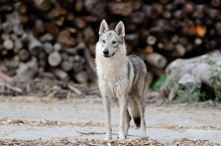 Czechoslovakian Vlciak photo 2