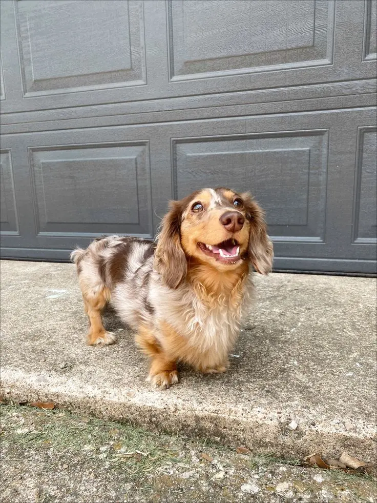 Dachshund