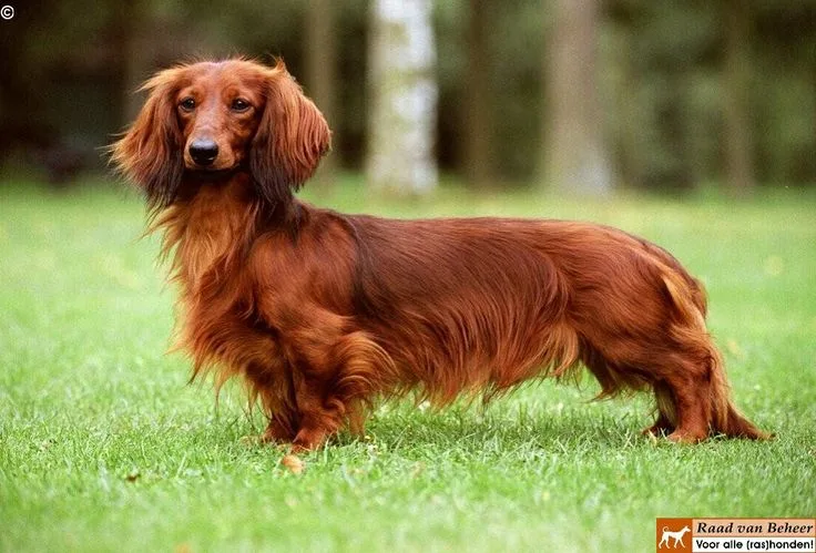 Dachshund photo 2