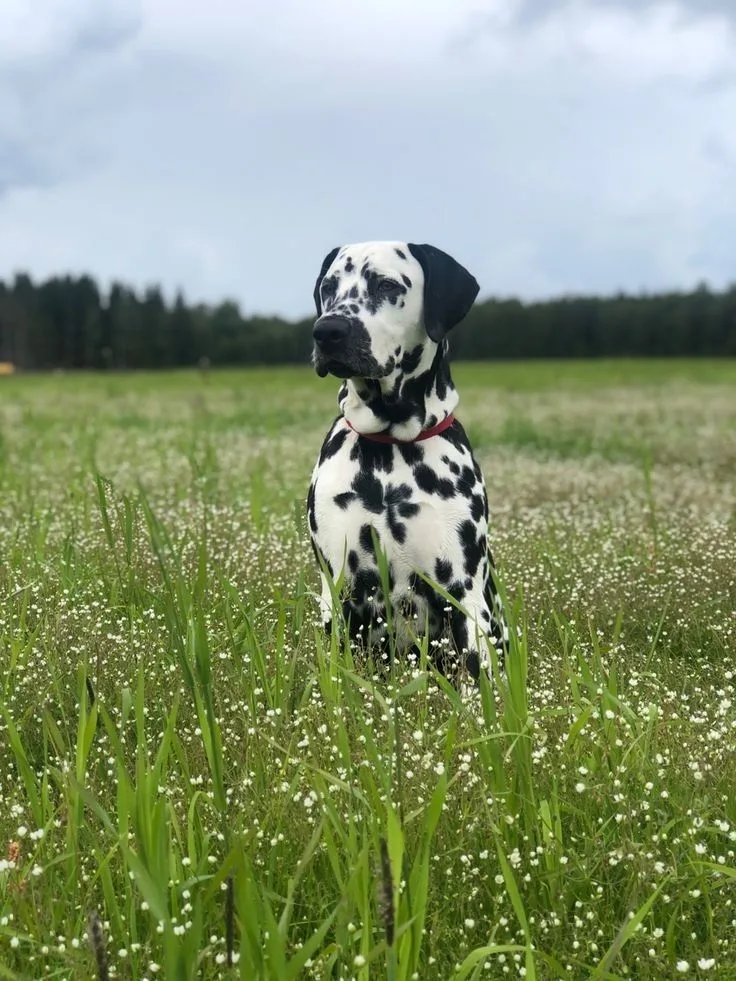 Dalmatian photo 2