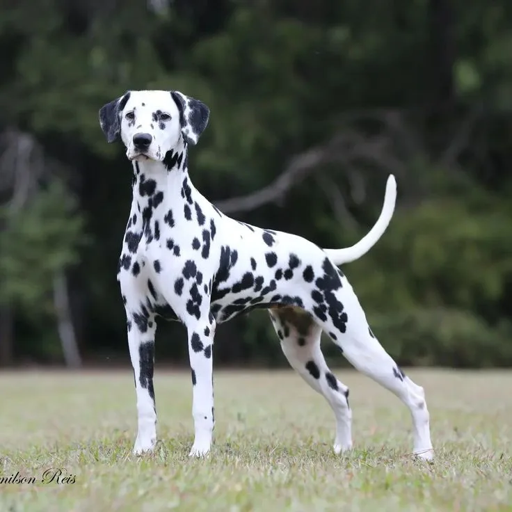 Dalmatian photo 3