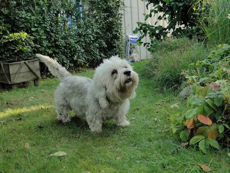 Dandie Dinmont Terrier photo 2