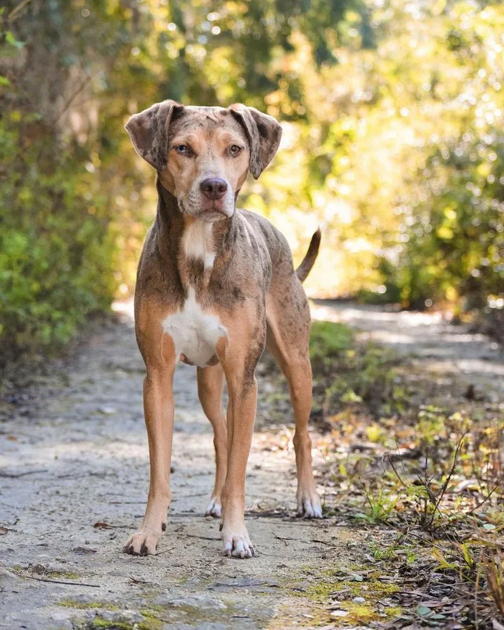 Catahoula Leopard Dog photo 2