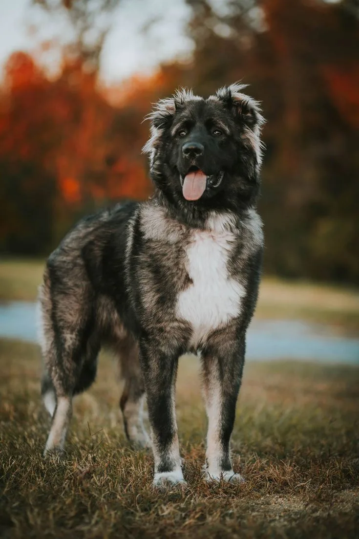 Caucasian Shepherd