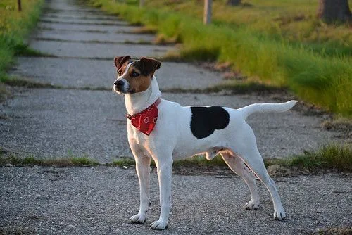 Danish Swedish Farmdog photo 3