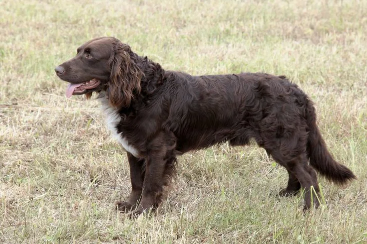 Deutscher Wachtelhund photo 3