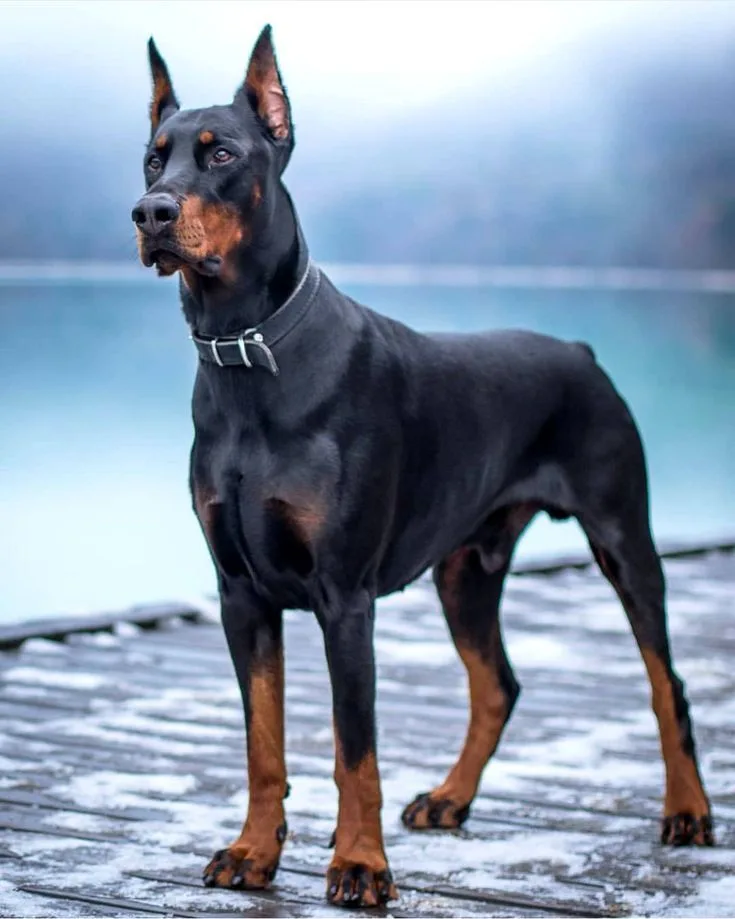 Doberman Pinscher photo 2