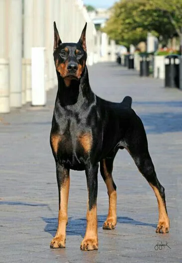 Doberman Pinscher photo 3