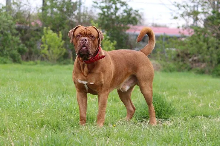 Dogue De Bordeaux photo 2