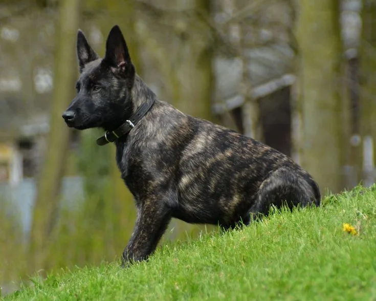 Dutch Shepherd photo 2