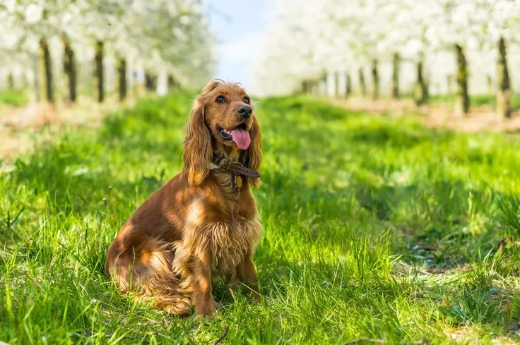 English Cocker Spaniel photo 2