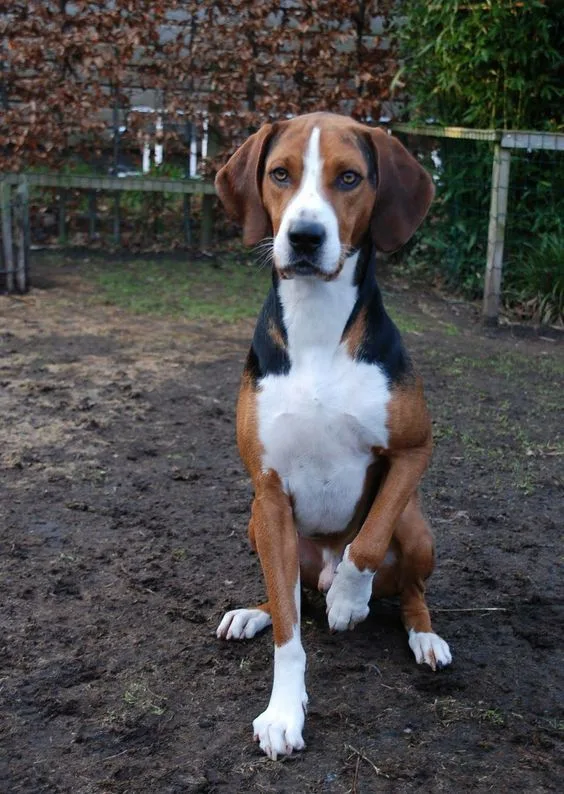 English Foxhound