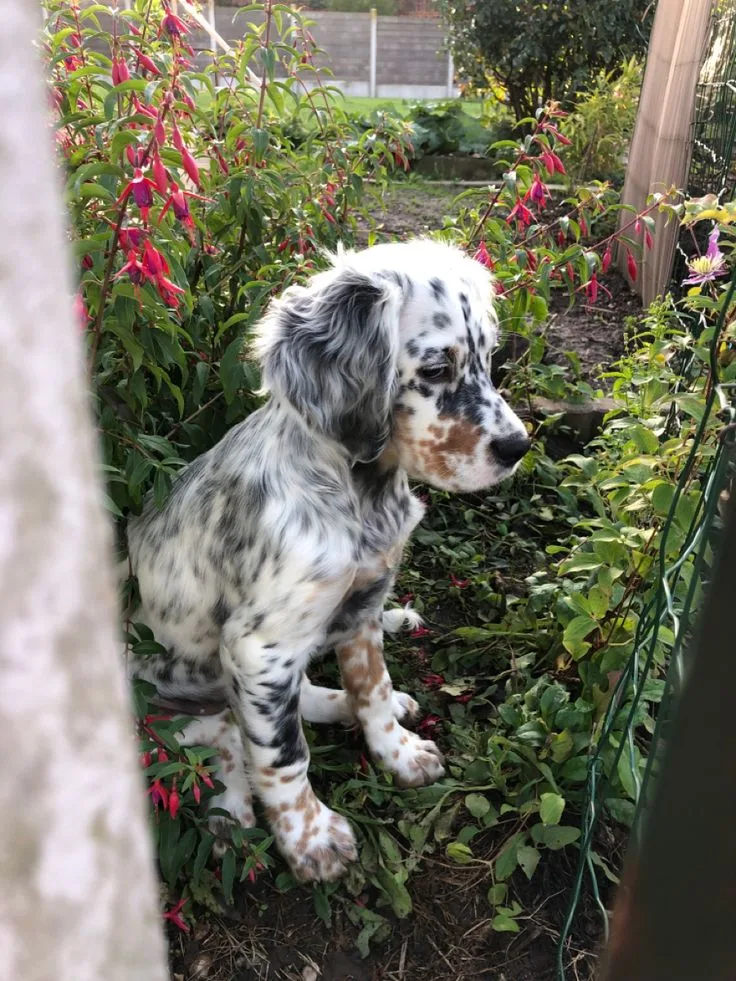 English Setter