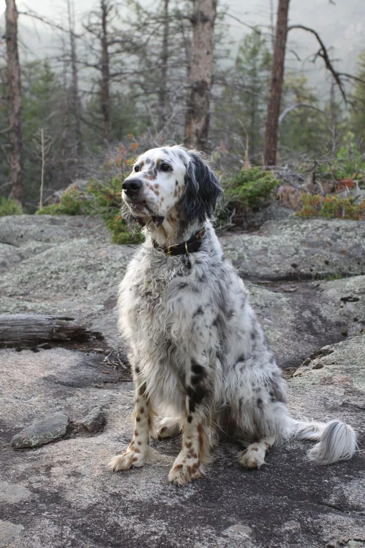 English Setter photo 2