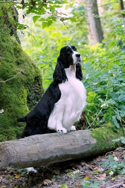 English Springer Spaniel photo 2