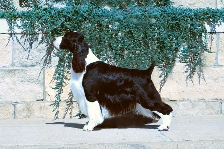 English Springer Spaniel photo 3