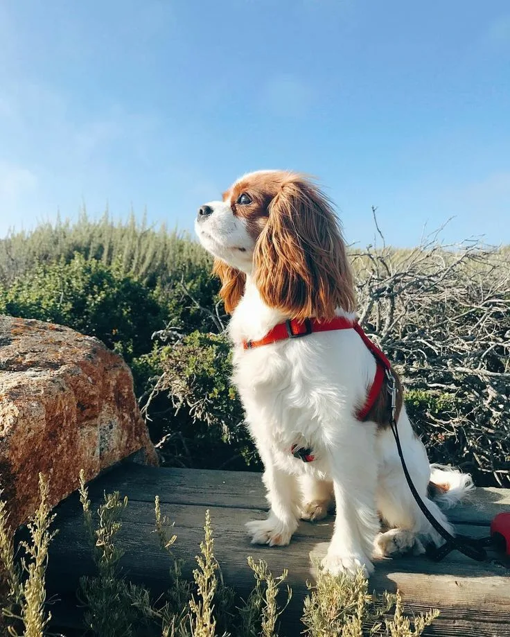 English Toy Spaniel photo 3