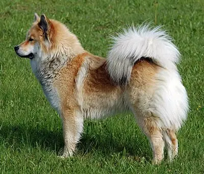 Eurasier photo 2