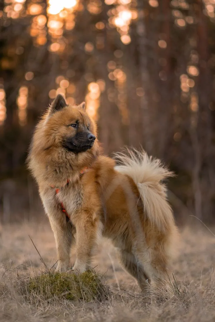 Eurasier photo 3