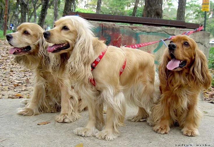 Field Spaniel