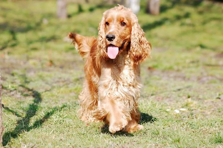 Field Spaniel photo 2