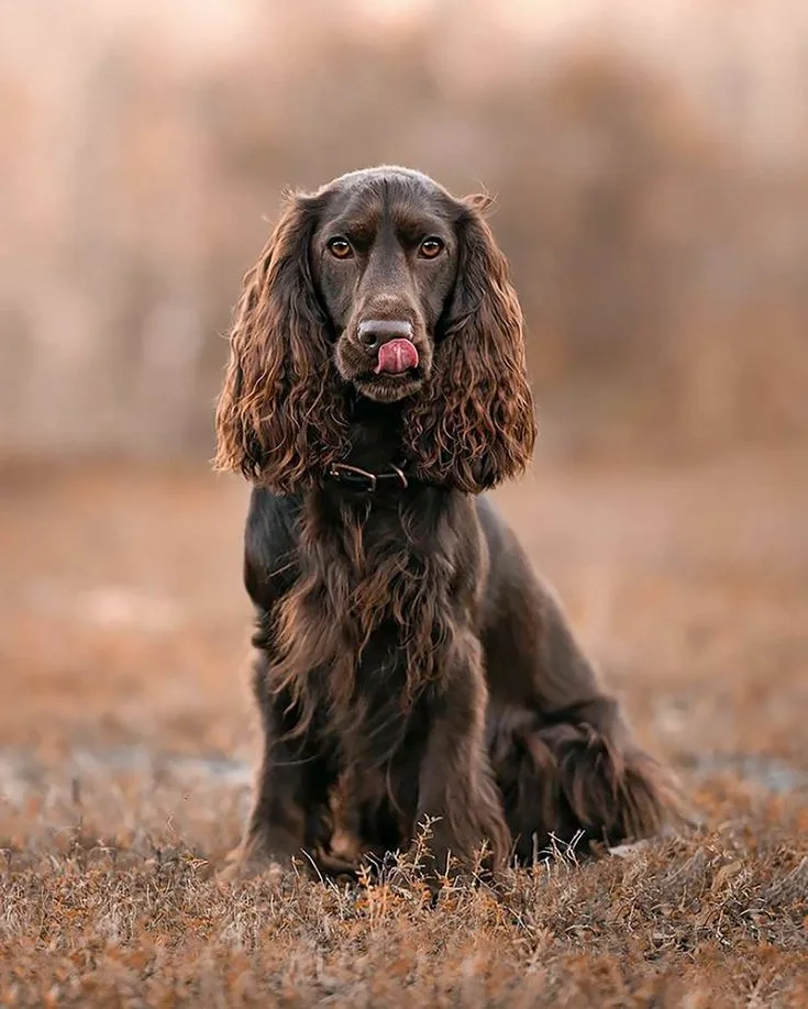 Field Spaniel photo 3
