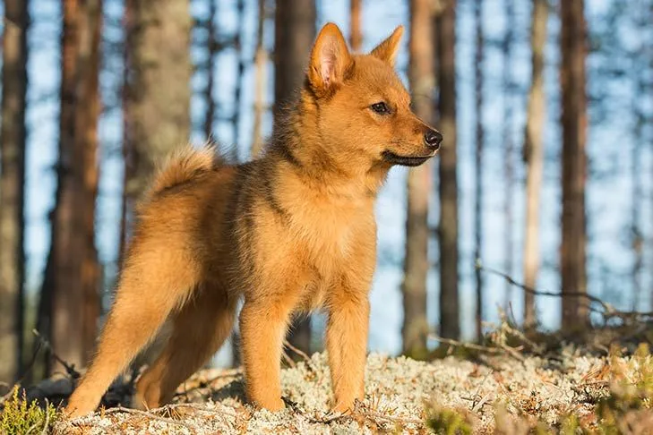 Finnish Spitz photo 3