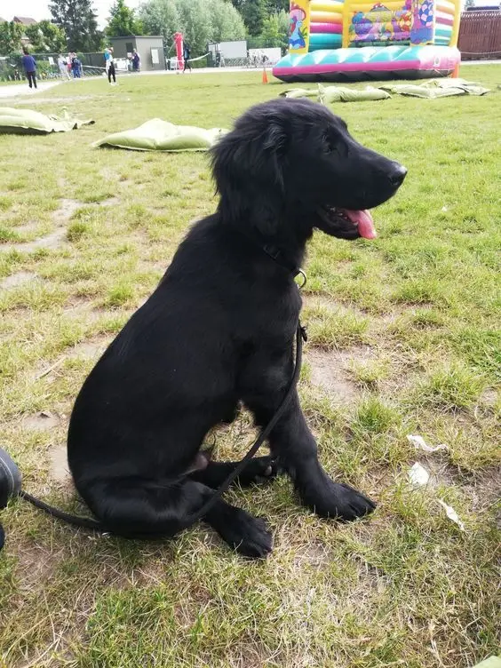 Flat-Coated Retriever