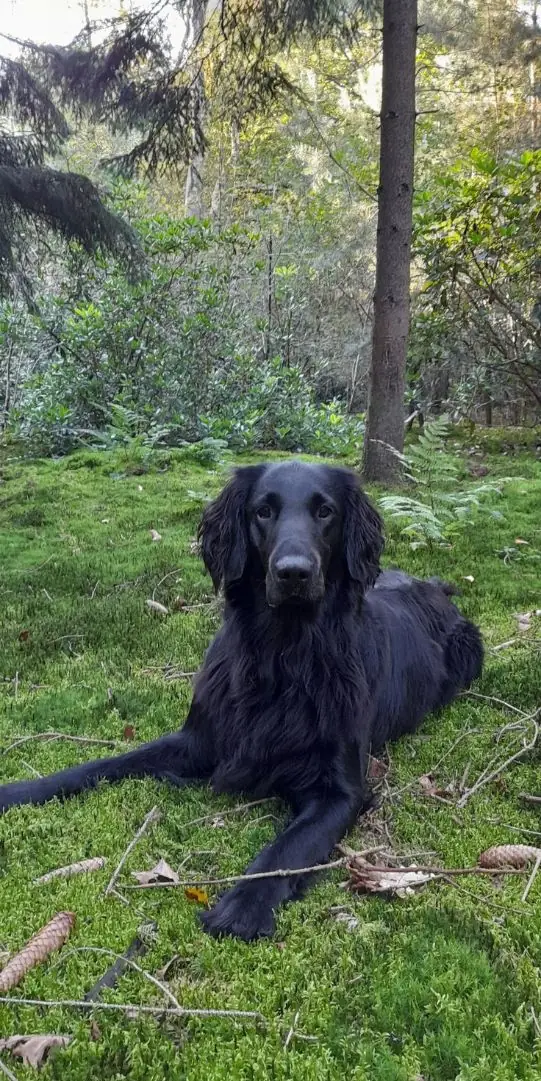 Flat Coated Retriever photo 2