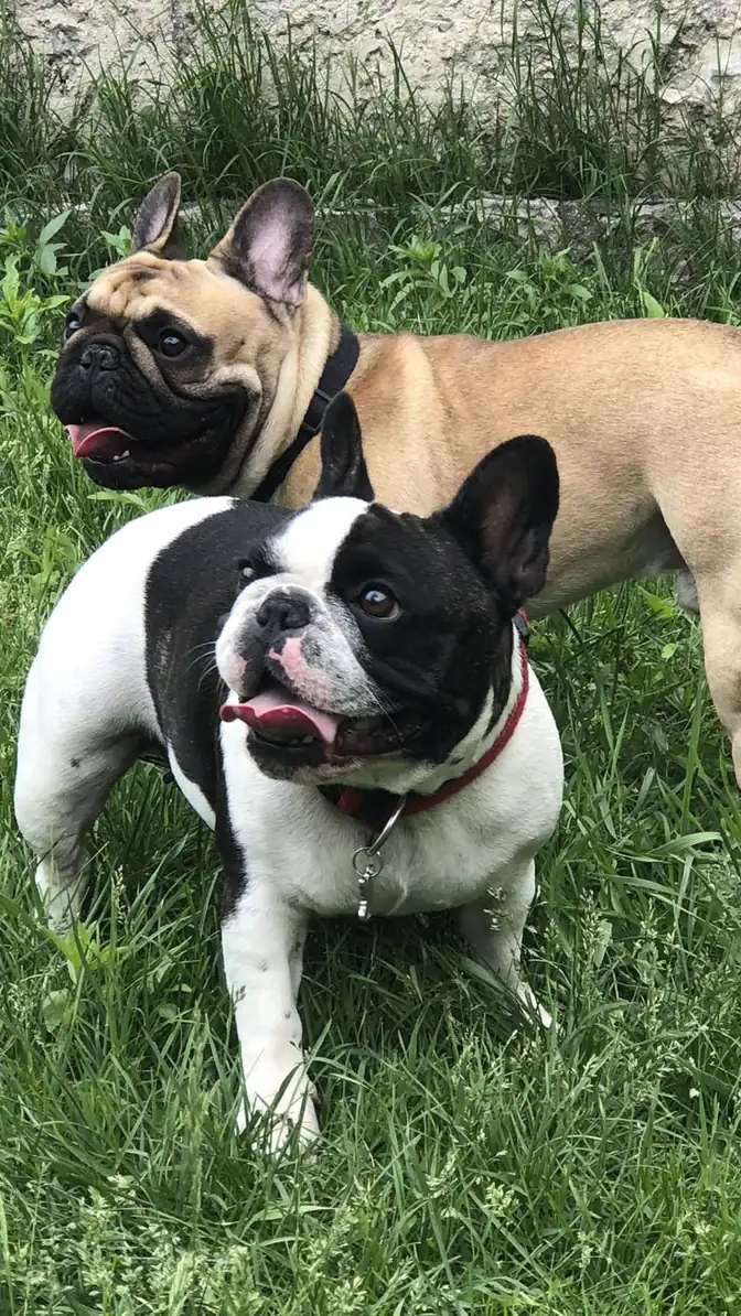 French Bulldog