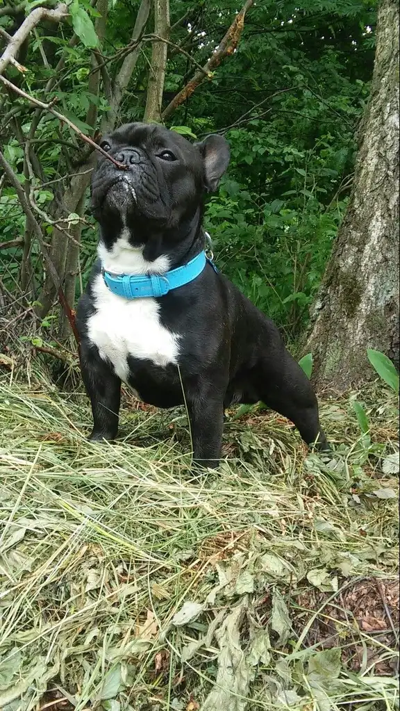 French Bulldog photo 2