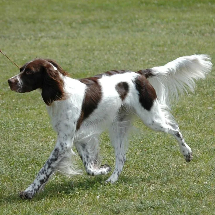French Spaniel photo 2