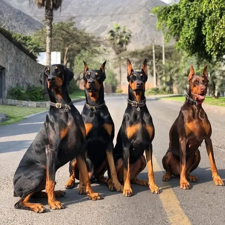 German Pinscher photo 2