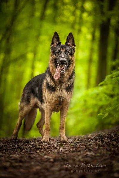 German Shepherd