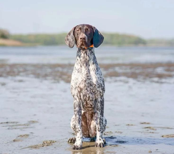 German Shorthaired Pointer