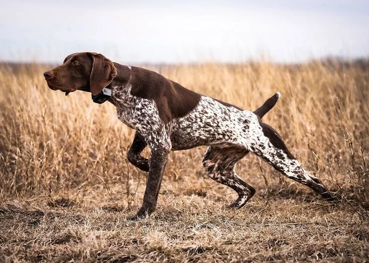 German Shorthaired Pointer photo 2
