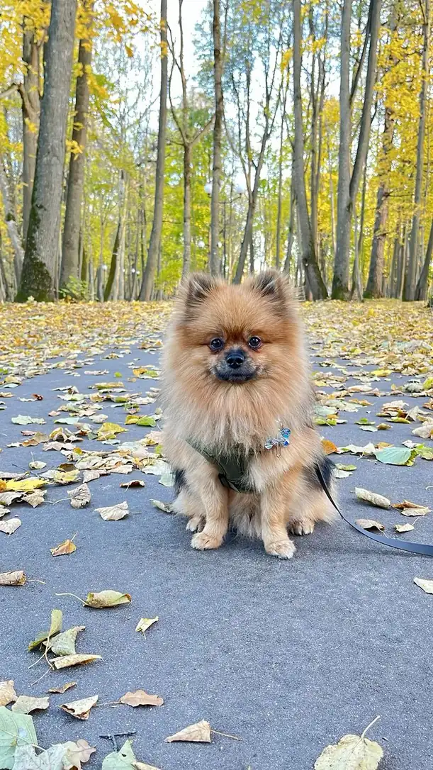 German Spitz