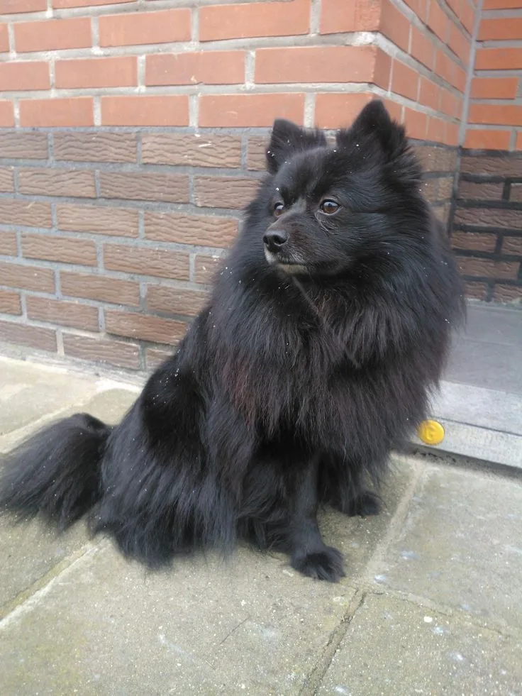 German Spitz photo 2