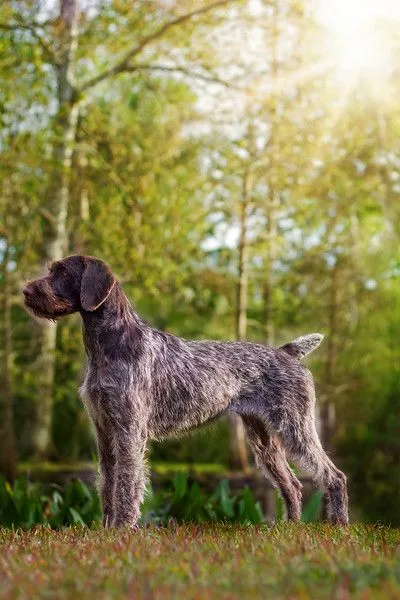 German Wirehaired Pointer photo 3