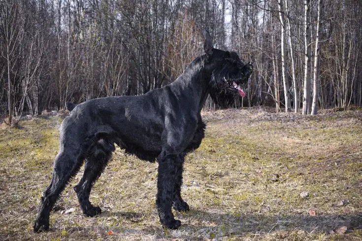 Giant Schnauzer photo 2