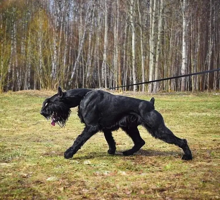Giant Schnauzer photo 3