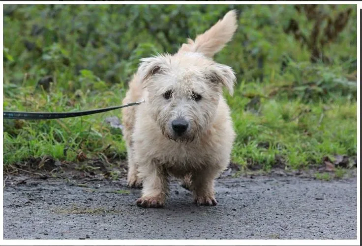 Glen Of Imaal Terrier photo 2