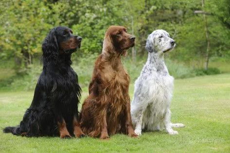 Gordon Setter