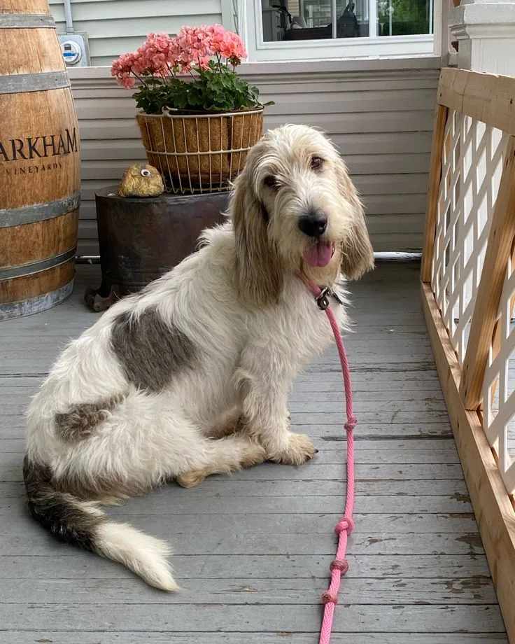 Grand Basset Griffon Vendeen photo 3