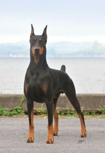 Great Dane