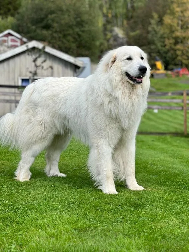 Great Pyrenees photo 2