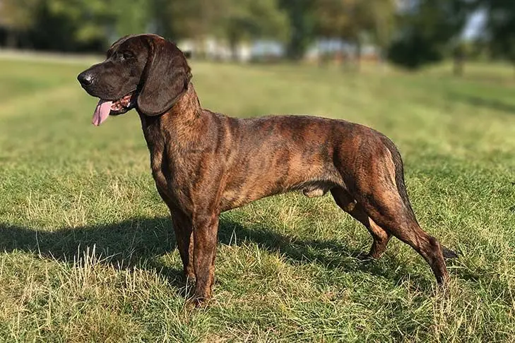 Hanoverian Scenthound
